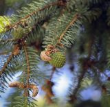 род Picea. Верхушка веточки с сухими микростробилами и галлом. Ярославская обл., г. Переславль-Залесский, дендрологический парк им. С. Ф. Харитонова, в культуре. 12.06.2022.