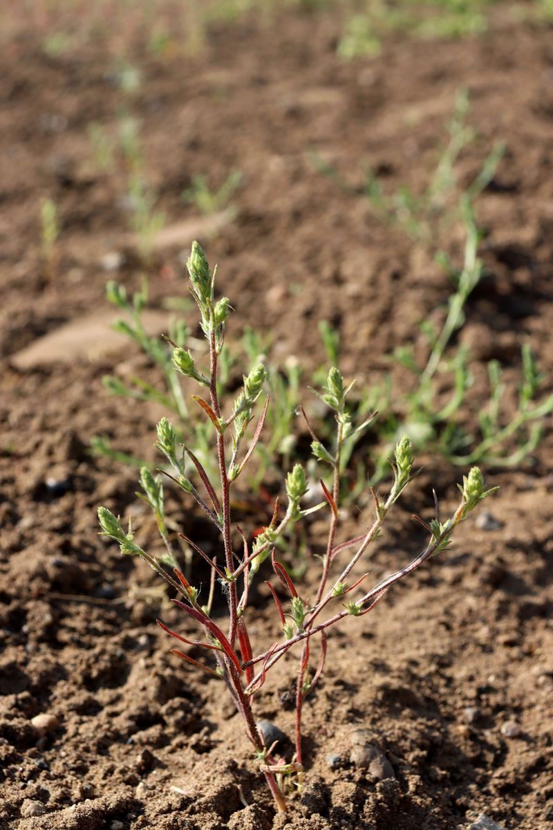 Изображение особи Corispermum marschallii.