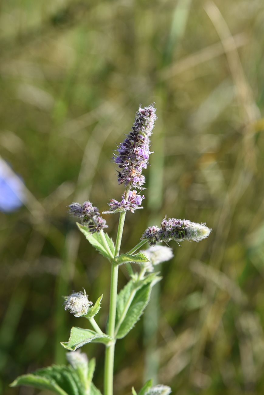 Изображение особи Mentha longifolia.