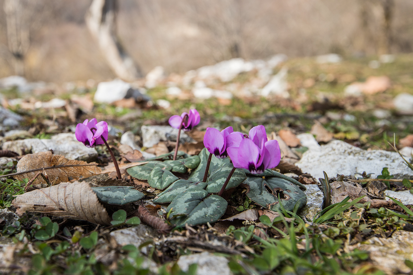 Image of genus Cyclamen specimen.