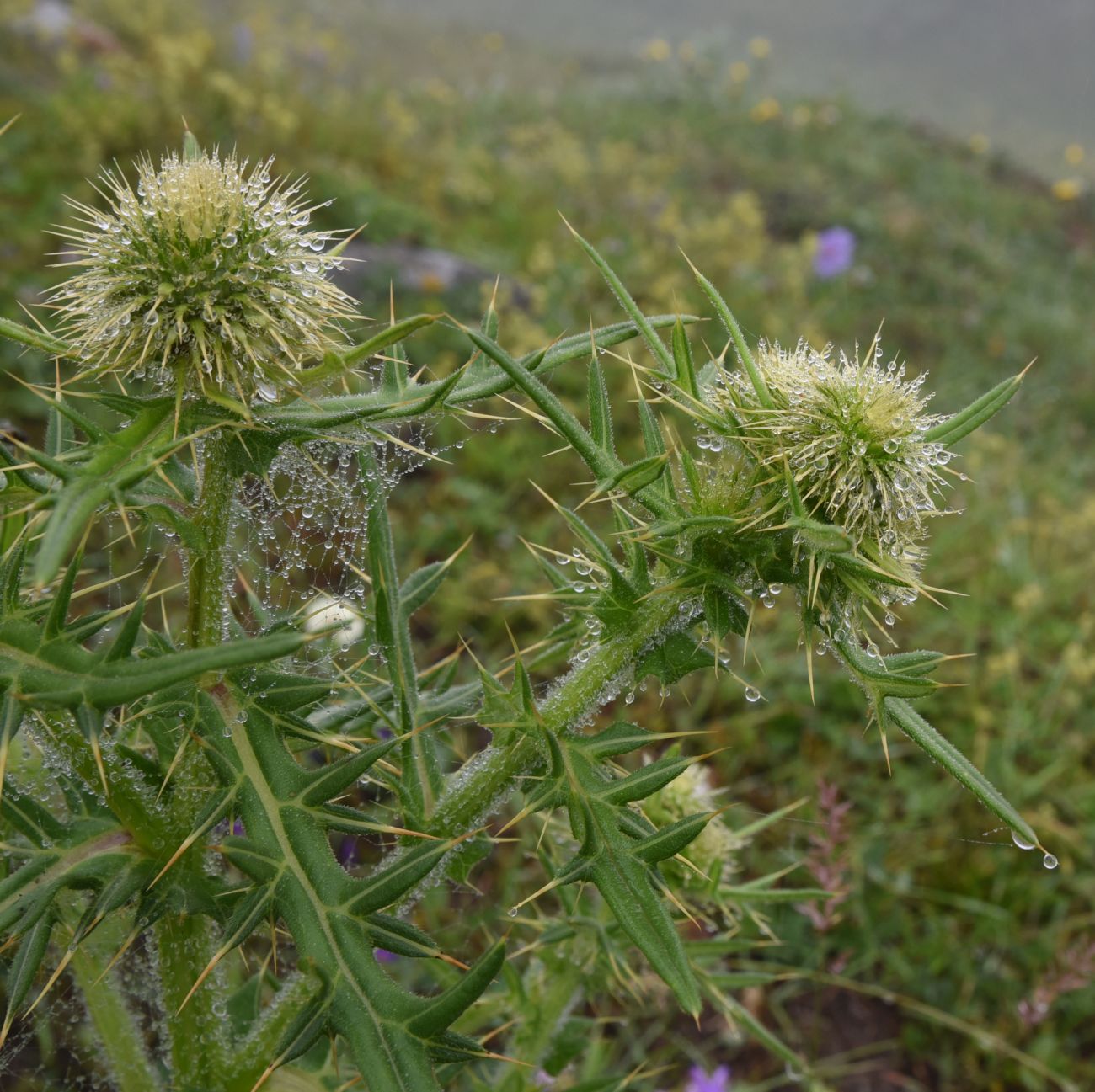 Image of genus Cirsium specimen.