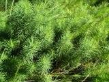 Euphorbia cyparissias. Вегетирующие растения. Беларусь, Гродненская обл., г. Новогрудок, старое Католическое кладбище, в искусственных посадках клёна остролистного (Acer platanoides). 06.09.2021.