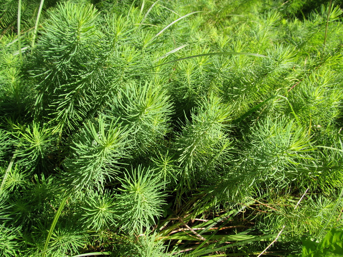 Image of Euphorbia cyparissias specimen.