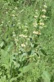 Phlomoides arctiifolia. Цветущее растение. Узбекистан, Кашкадарьинская обл., Китабский р-н, Китабский Государственный геологический заповедник, ≈ 1300 м н.у.м., глинистый склон, разнотравье. 08.05.2022.