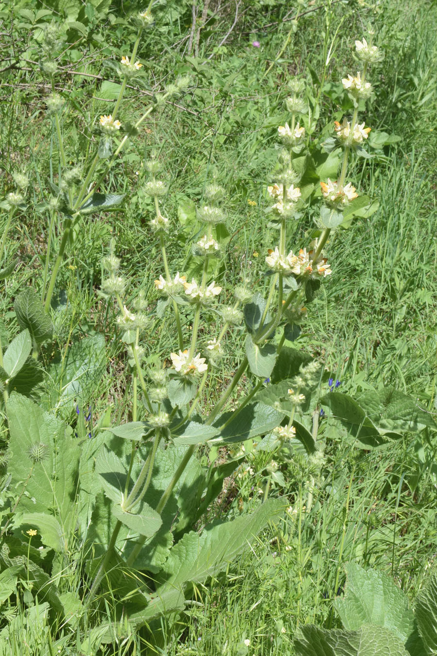 Image of Phlomoides arctiifolia specimen.