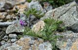 Oxytropis mandshurica. Цветущее и плодоносящее растение. Приморье, Тернейский р-н, Сихотэ-Алинский заповедник, бухта Удобная, мыс Северный, поросший лишайниками каменистый склон. 07.08.2012.