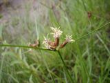 Bolboschoenus planiculmis