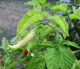 Capsicum annuum. Созревающий плод и листья. Болгария, Бургасская обл., село Оризаре, в культуре. 14.09.2021.