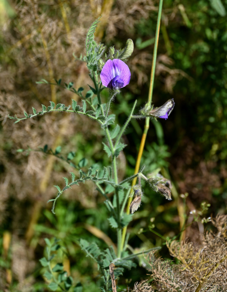 Image of Cicer songaricum specimen.