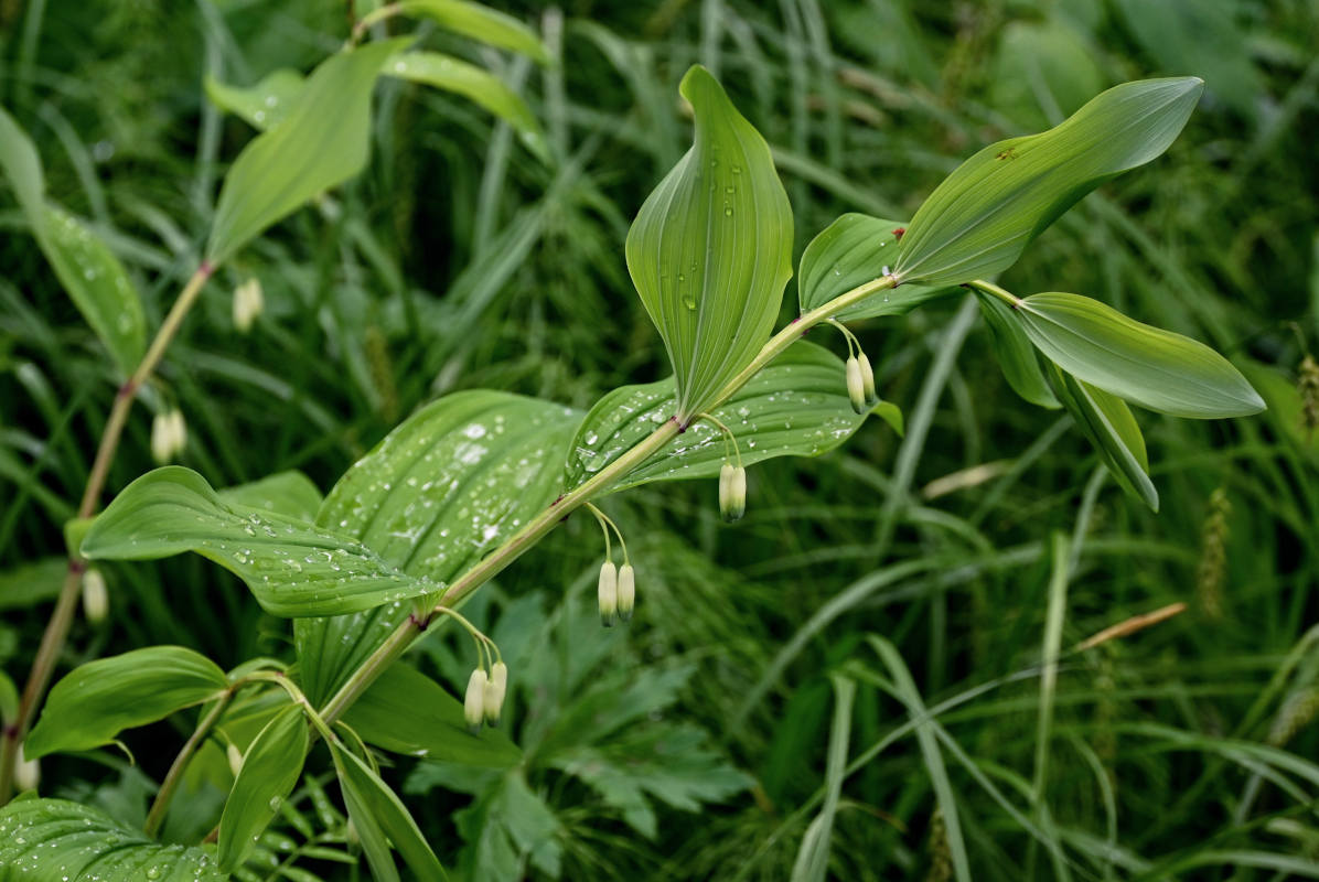 Image of Polygonatum odoratum specimen.