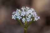 Valeriana tuberosa. Соцветие. Ростовская обл., Тарасовский р-н, гора Городище, дубовое редколесье. 23.04.2023.