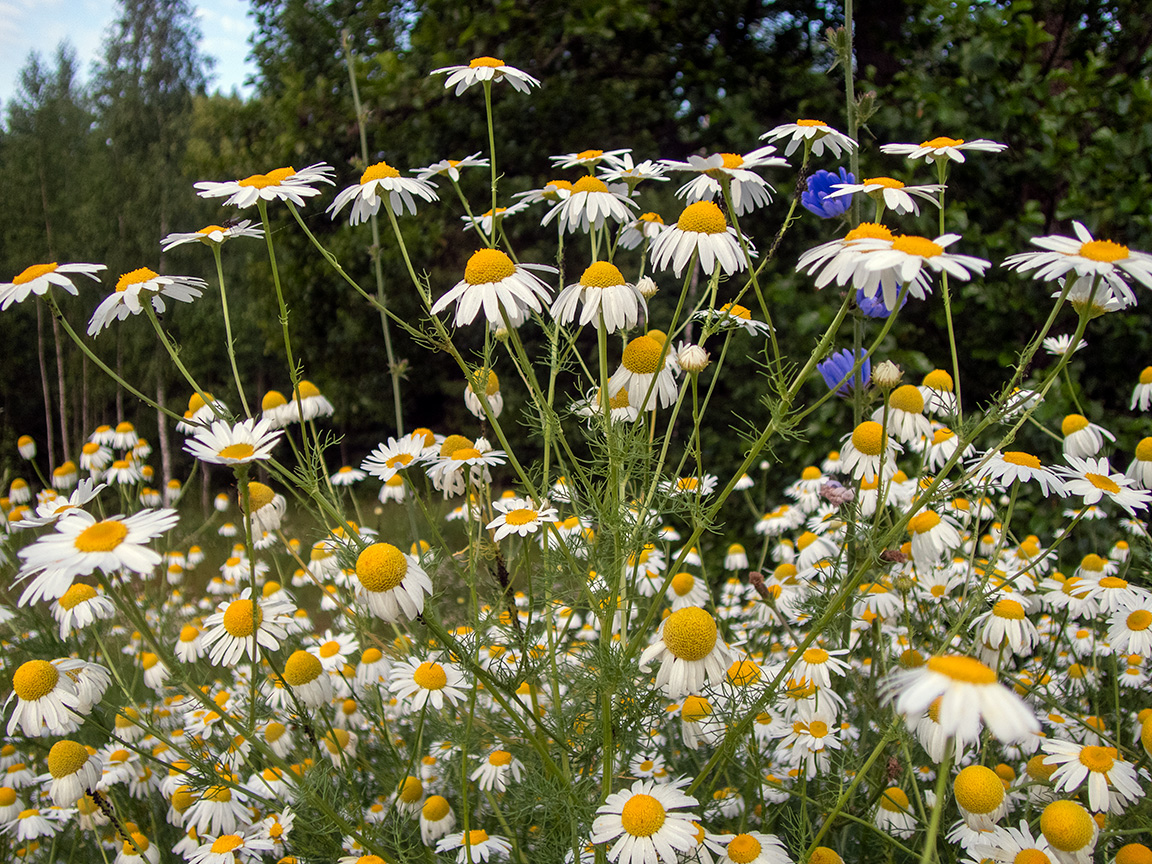 Изображение особи Tripleurospermum inodorum.