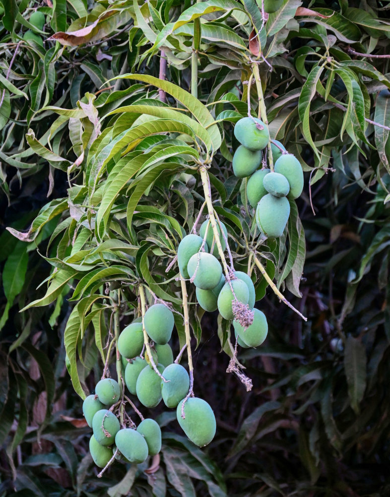 Image of Mangifera indica specimen.