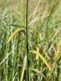 Carex rostrata