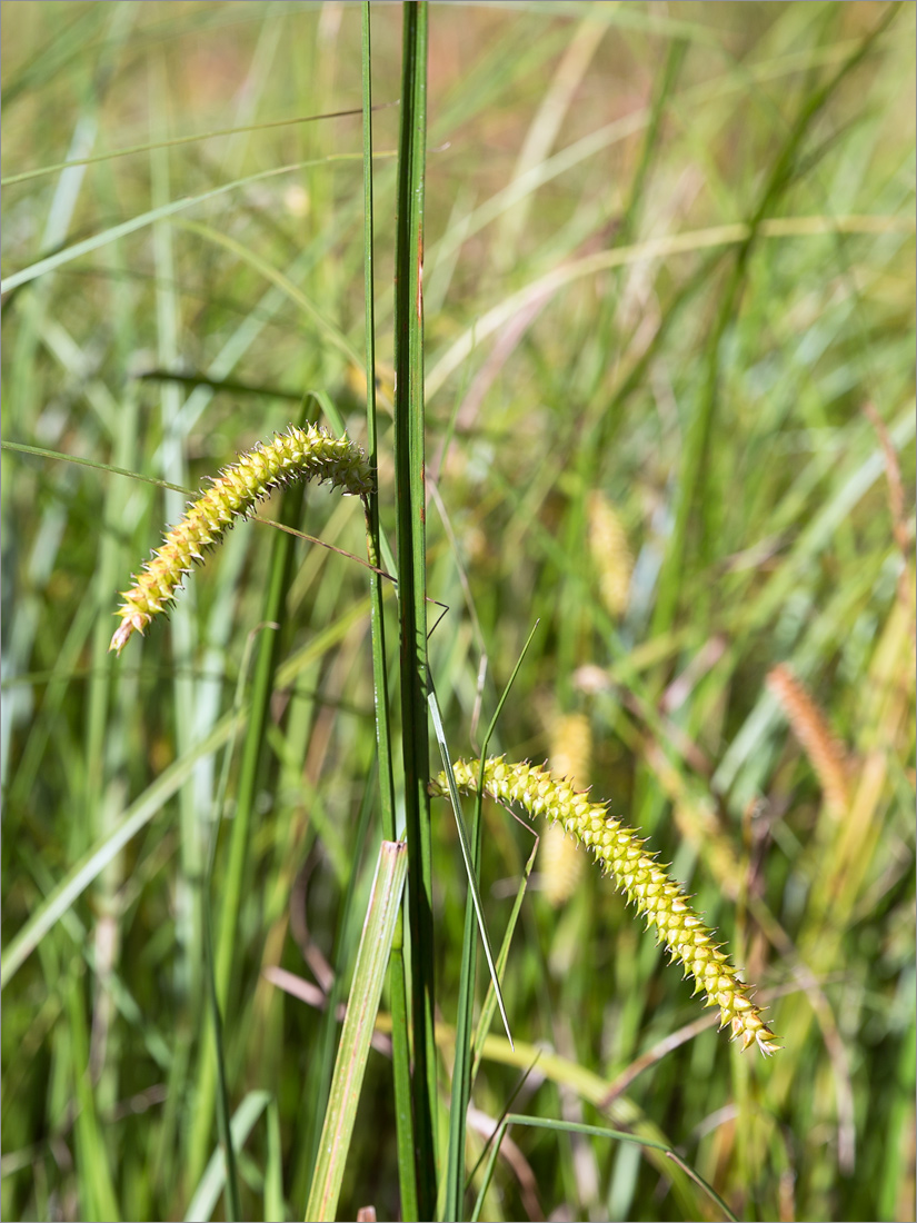 Image of Carex rostrata specimen.