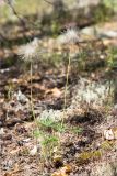 Pulsatilla patens. Плодоносящее растение. Ленинградская обл., Лужский р-н, окр. оз. Лебевое, беломошный сосновый бор. 11.06.2023.