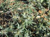 Xanthium spinosum. Вегетирующее растение. Волгоградская обл., Старополтавский р-н, щебень по берегу Волгоградского водохранилища у переправы возле д. Потемкино. 30.06.2008.