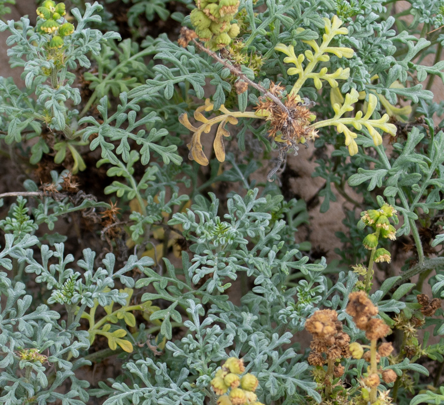 Изображение особи Ambrosia chamissonis.