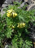 Corydalis nobilis