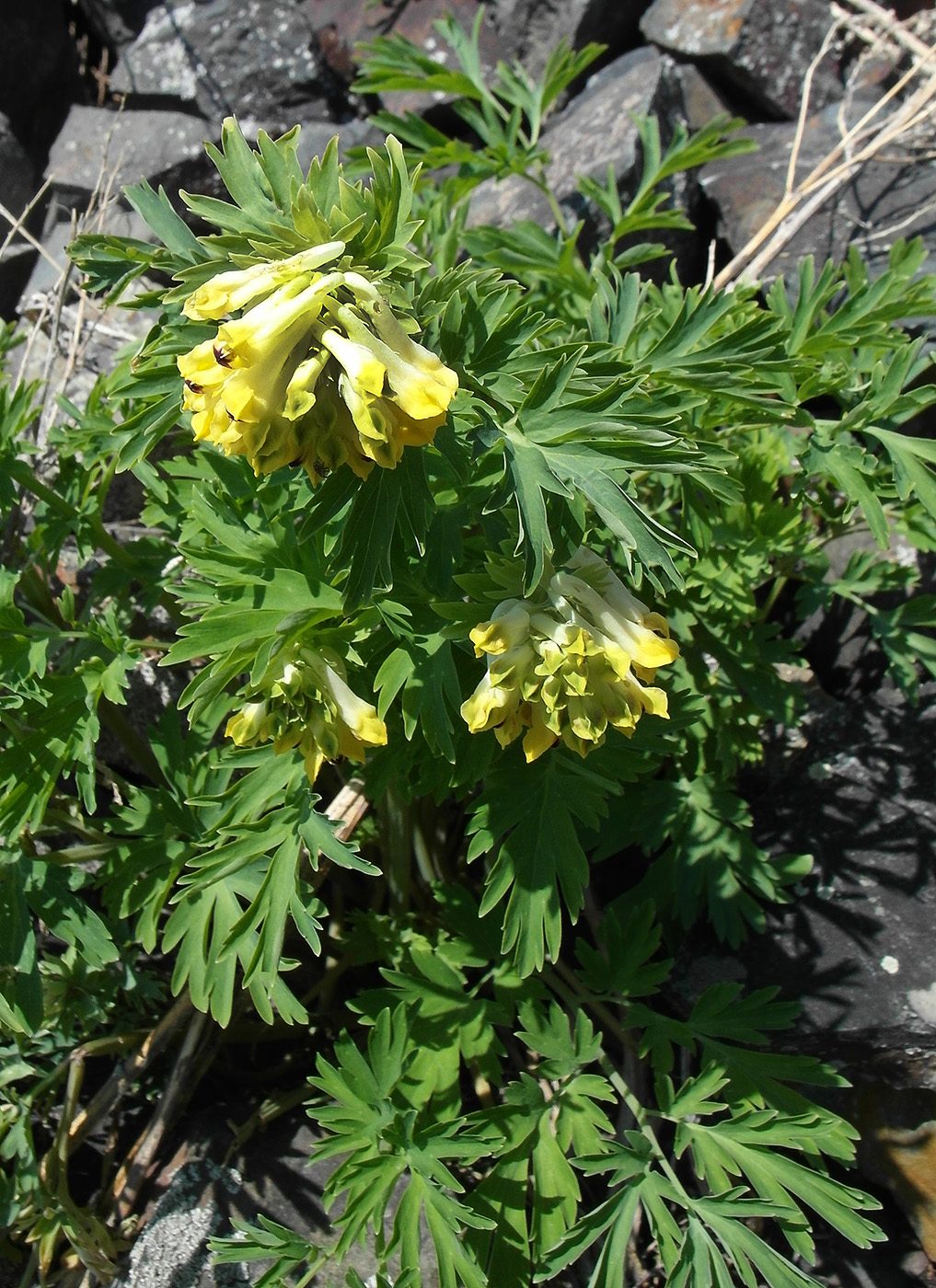 Изображение особи Corydalis nobilis.