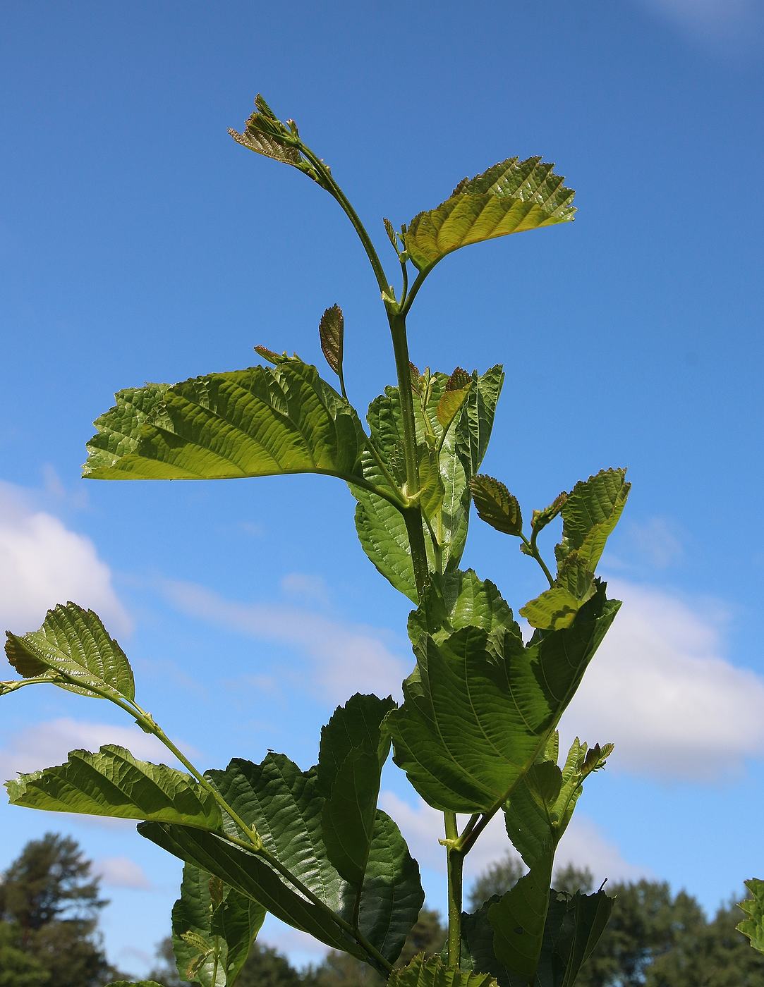 Image of Alnus glutinosa specimen.