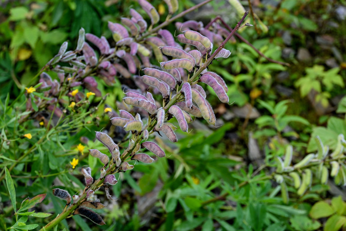 Изображение особи Lupinus polyphyllus.