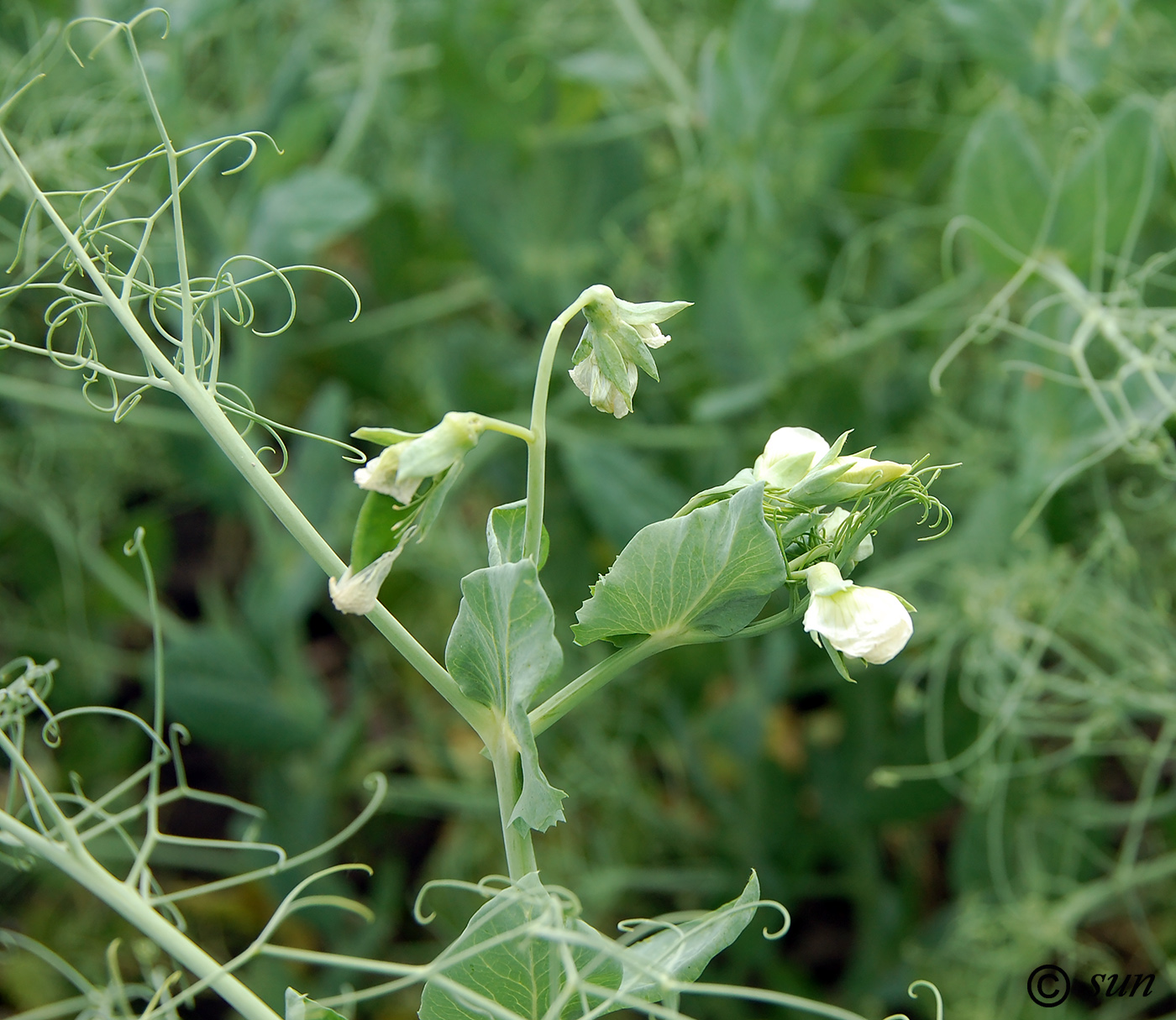 Изображение особи Pisum sativum.