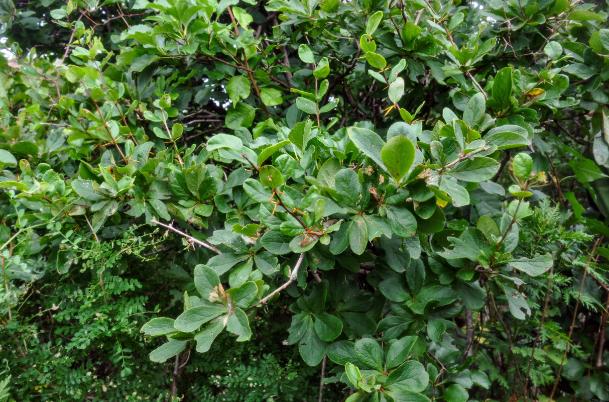 Image of Berberis amurensis specimen.