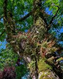 Polypodium cambricum. Спороносящие растения с засыхающими вайями. Грузия, Аджария, Батумский ботанический сад, поросший мхами ствол дерева. 16.06.2023.