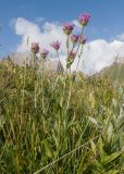 Erigeron venustus. Отцветающие растения. Карачаево-Черкесия, Урупский р-н, хр. Загедан, гора Шхуанта, ≈ 2600 м н.у.м., Загеданские озёра, морена, альпийский луг. 08.08.2023.