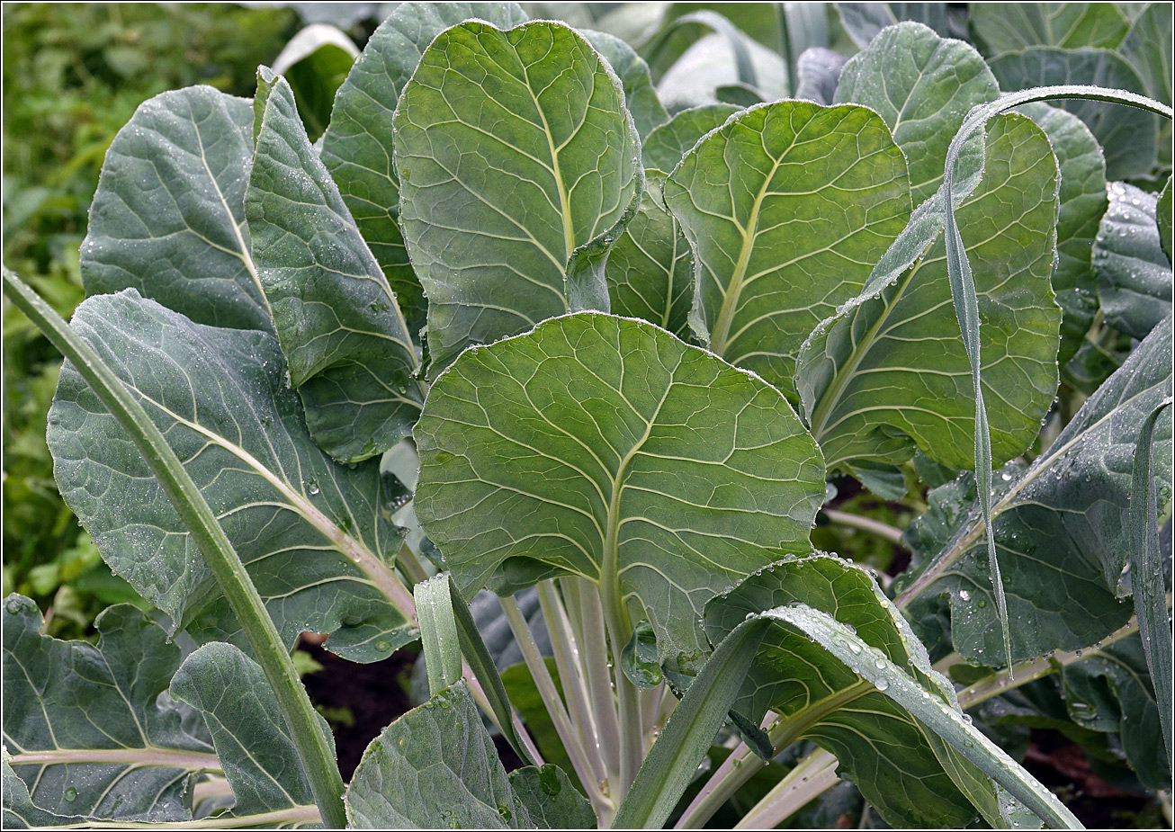 Изображение особи Brassica oleracea var. gemmifera.