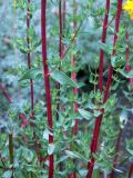 Hypericum scabrum