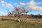 genus Crataegus. Плодоносящее растение в состоянии зимнего покоя. Краснодарский край, Крымский р-н, окр. станицы Неберджаевская, каменистая поляна. 20.12.2023.