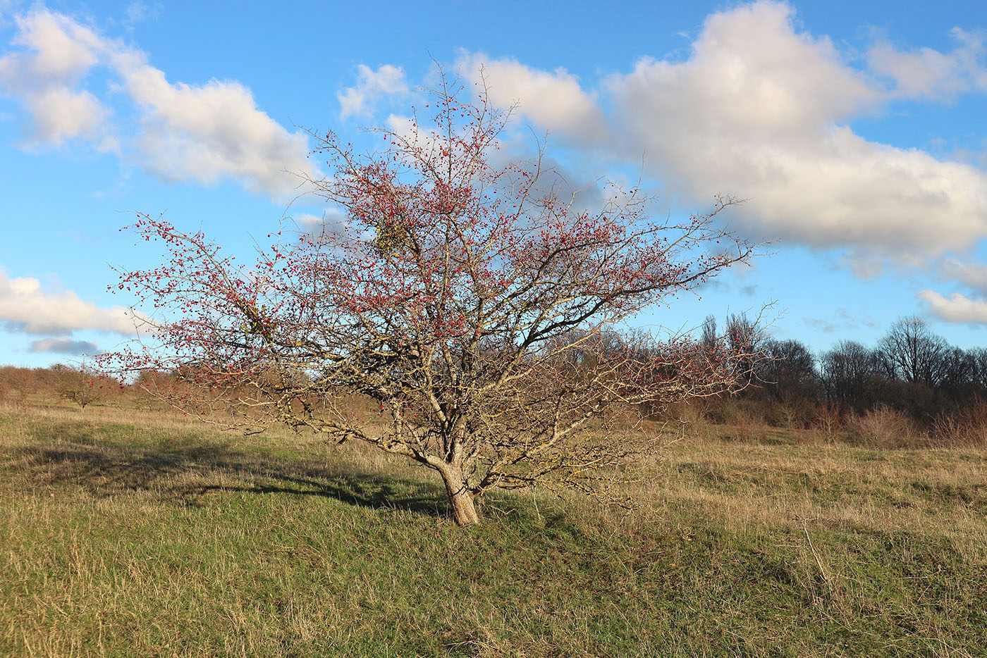 Изображение особи род Crataegus.