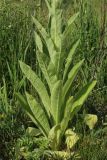 Verbascum thapsus. Нижняя часть цветущего растения (некоторые листья повреждены). Беларусь, Витебская обл., пос. Езерище, дол. р. Оболь у плотины, нарушенный сырой луг. 23.06.2023.