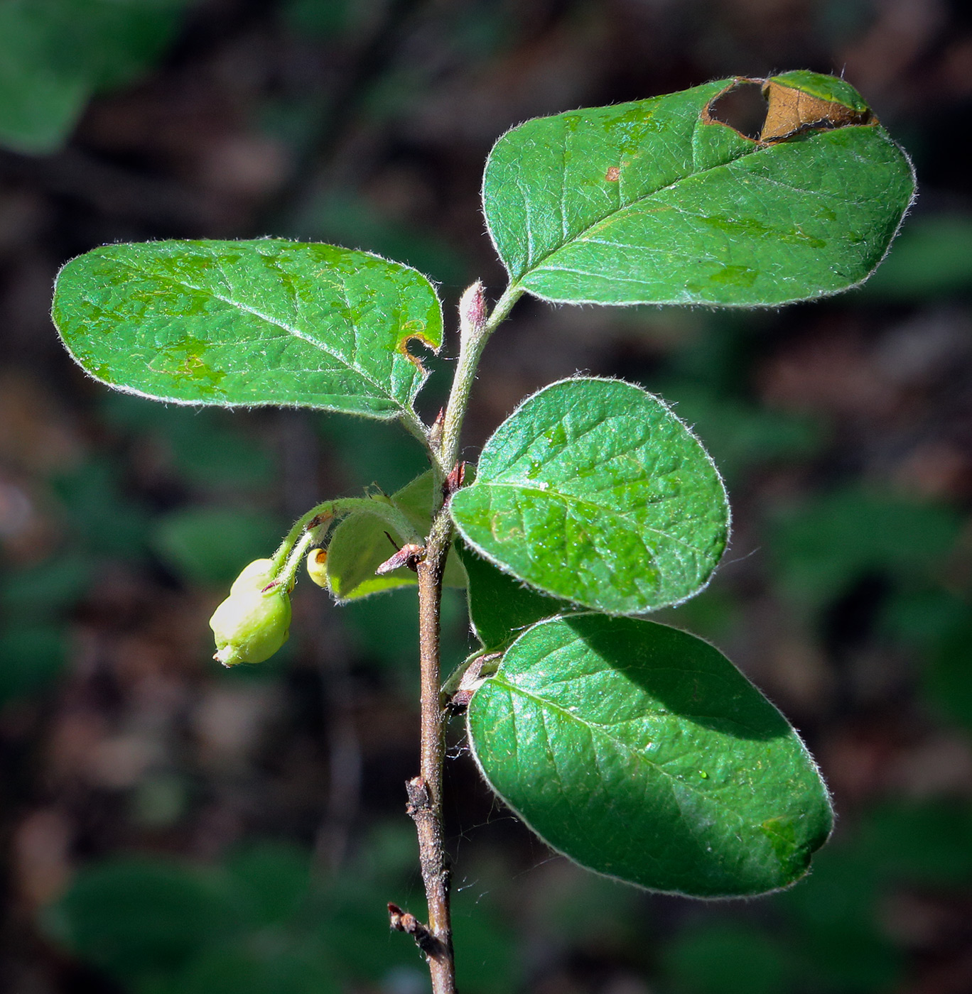 Image of Cotoneaster melanocarpus specimen.