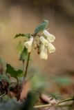 Symphytum grandiflorum. Верхушка цветущего растения. Краснодарский край, м/о г. Сочи, мкр. Новая Мацеста, Мацестинский лесопарк. 12.02.2024.