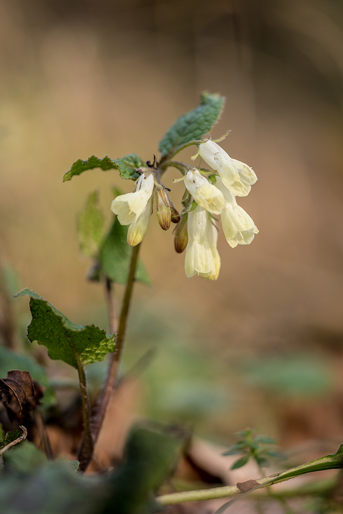 Изображение особи Symphytum grandiflorum.