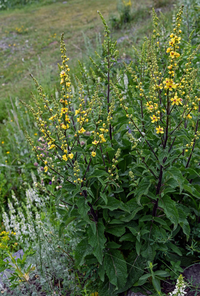 Image of Verbascum marschallianum specimen.