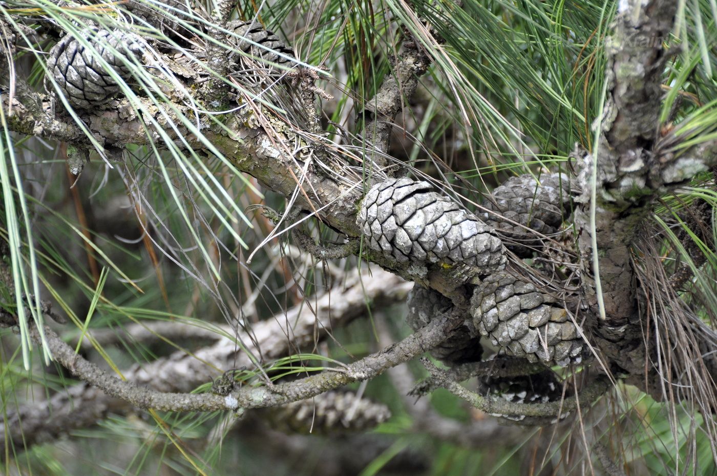 Image of genus Pinus specimen.