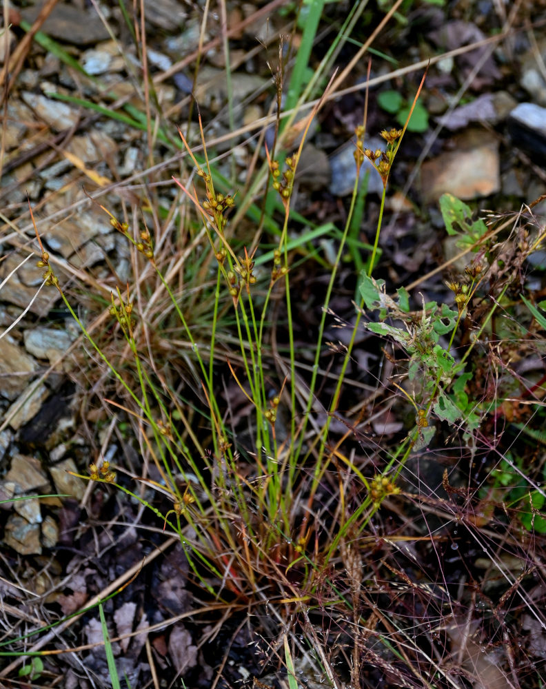 Изображение особи род Juncus.