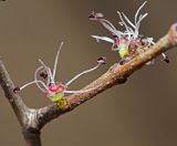 Ulmus macrocarpa. Часть ветви с соцветиями (в нижнем соцветии оставлен один цветок, остальные удалены). Приморский край, Шкотовский р-н, окр. дер. Лукьяновка, долина р. Суходол, крутой каменистый склон юго-западной экспозиции, ильмовое редколесье. 19.04.2024.