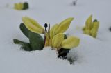 Rhododendron aureum