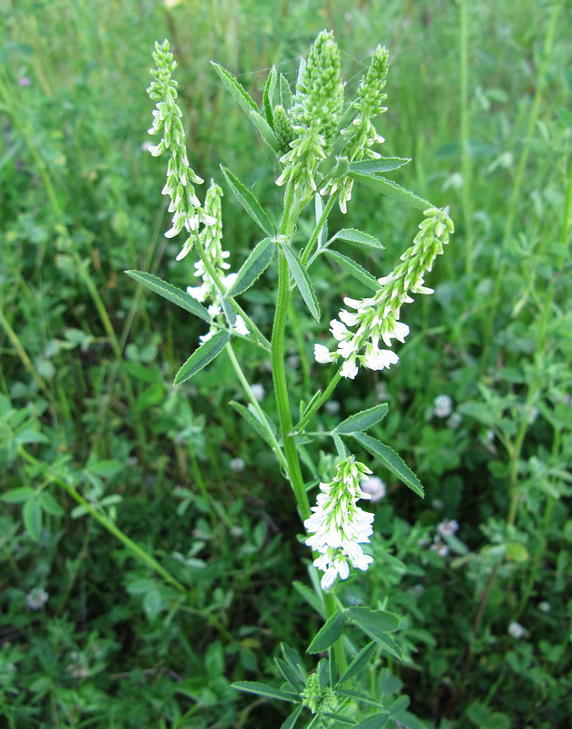 Image of Melilotus albus specimen.