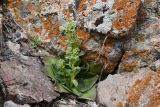 Rosularia glabra