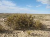 genus Ephedra