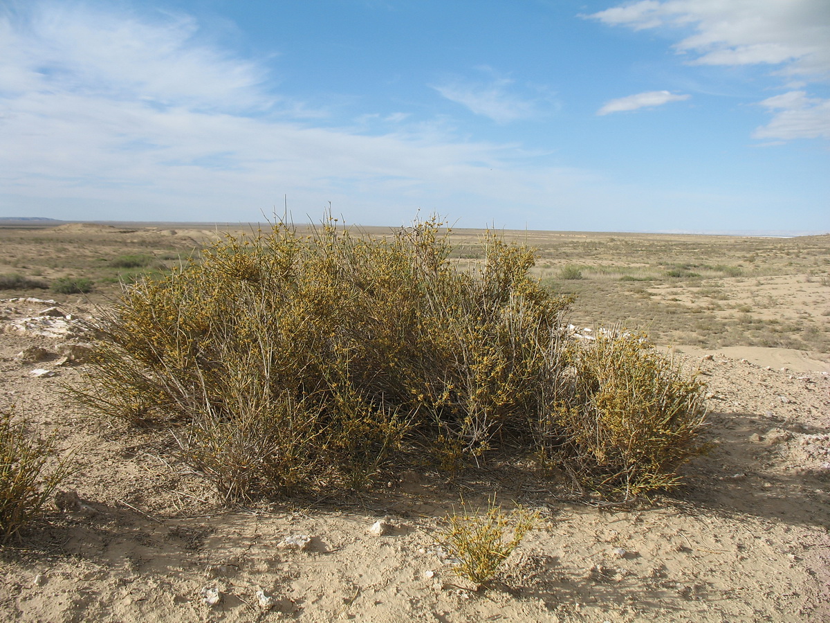 Image of genus Ephedra specimen.