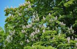 Aesculus hippocastanum. Часть кроны цветущего дерева. Брянская обл., г. Брянск, в культуре. 03.05.2024.