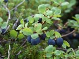 Vaccinium uliginosum подвид microphyllum. Веточка со зрелыми плодами типичной формы. Кольский п-ов, Хибины, вост. подножье горы Тахтарвумчорр. 12.08.2010.