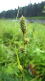Смотреть изображение Carex buxbaumii